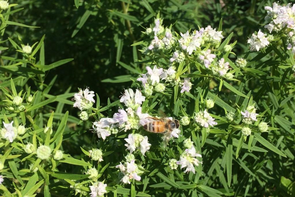 挪威本土草原花园中的薄荷花和蜜蜂