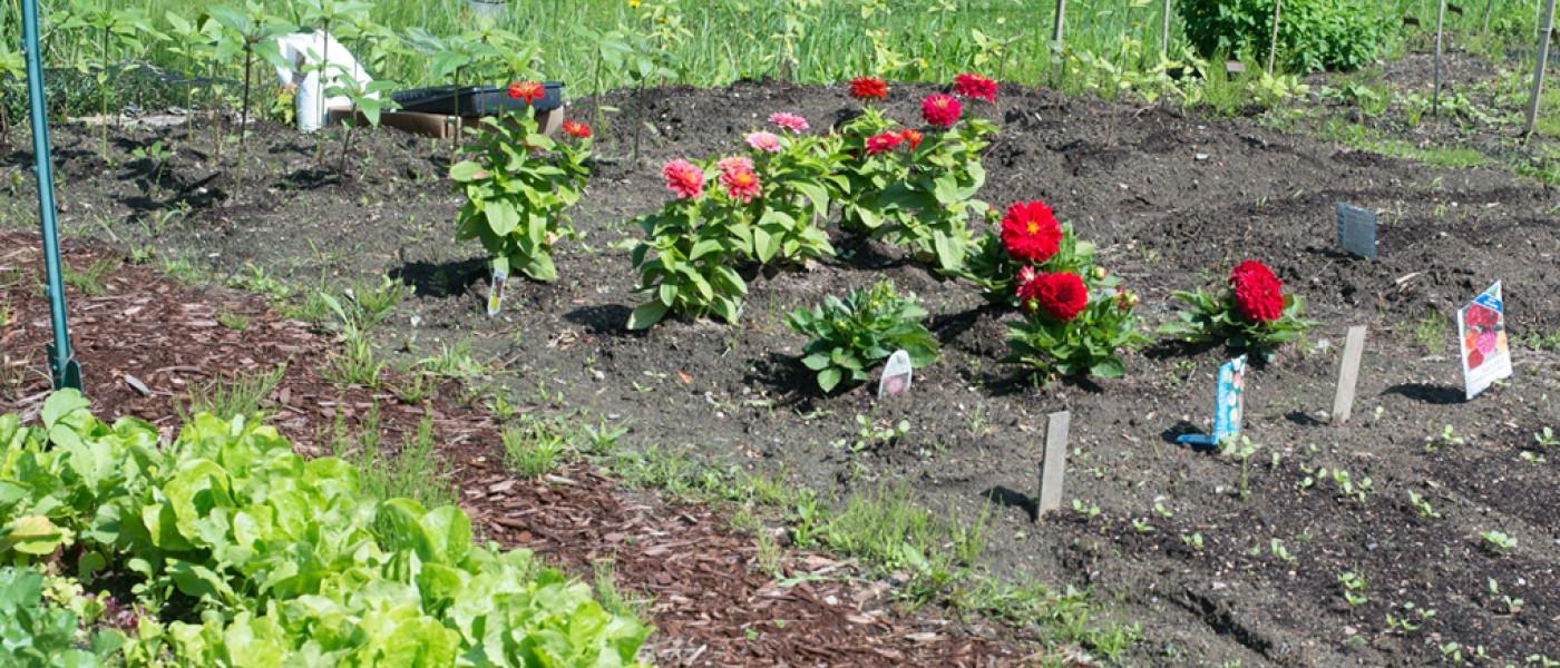 红色和粉色的花，还有生菜，生长在社区花园里