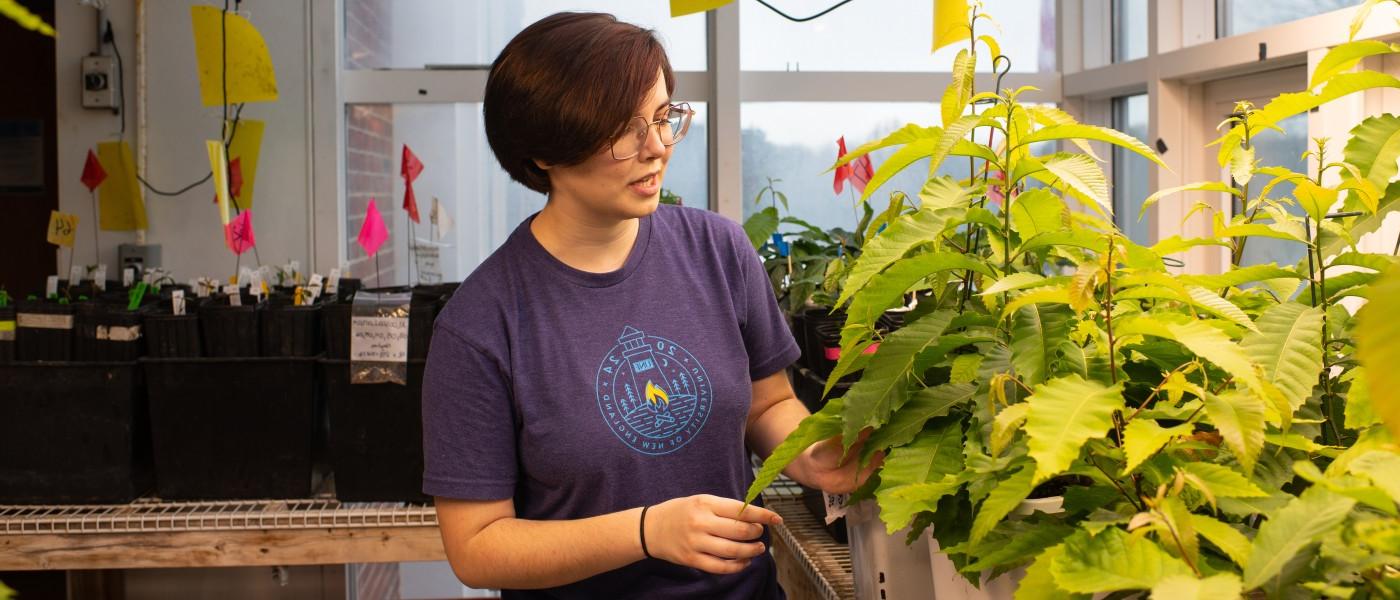 东北大学学生维吉尼亚·梅在实验室里检查栗树